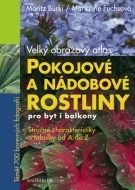 Pokojové a nádobové rostliny pro byt i balkony - cena, porovnanie