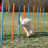 Trixie Agility Slalom tyče 12ks 115cmx3cm - cena, porovnanie