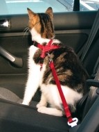 Trixie Bezpečnostný postroj do auta pre mačku 20-50cm - cena, porovnanie