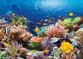 Castorland Coral Reef - 1000d