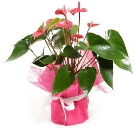 Anthurium