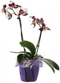 Orchidea - Fľakatá