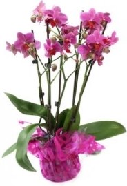 Orchidea - Magenta