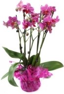 Orchidea - Magenta - cena, porovnanie