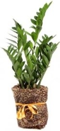 Zamioculcas