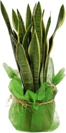 Sansevieria - Svokrine jazyky