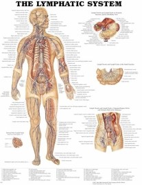 Lymfatický systém človeka