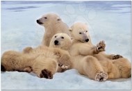 Educa Rodinka ľadových medveďov 14434 - 500 - cena, porovnanie