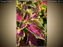 Rastlina Koleus Blumeho 78A_1S