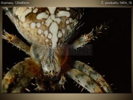 Pavúk Križiak obyčajný 949A_1B