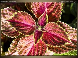 Koleus Blumeho Fialové kvety 366C_1G