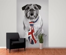 1wall Anglický Bulldog