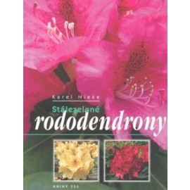 Stálezelené rododendrony