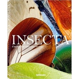 Insecta