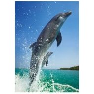 Dino Skákající delfín 500 - cena, porovnanie