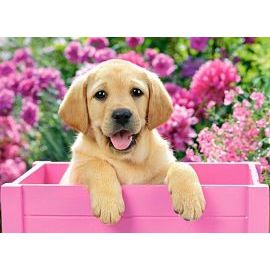 Castorland Labrador Puppy in Pink Box 300