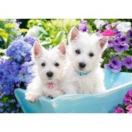 Castorland Westie Puppies 60 - cena, porovnanie