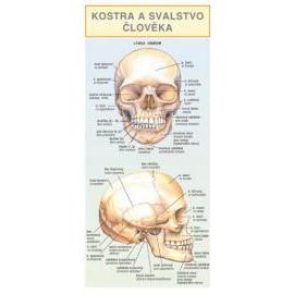 Kostra a svalstvo človeka