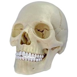 Alltoys Anatómia človeka - lebka