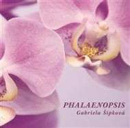 Phalaenopsis - cena, porovnanie