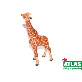 Wiky Atlas Žirafa