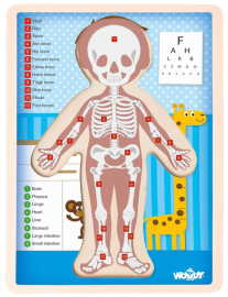 Woody Oboustranné puzzle Lidské tělo chlapec anglicky