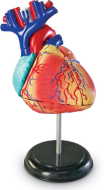 Learning Resources Anatomický model srdca - cena, porovnanie