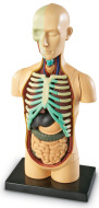 Learning Resources Anatomický model ľudského tela - cena, porovnanie