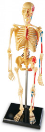 Learning Resources Anatomický model ľudskej kostry
