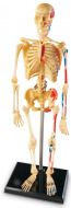 Learning Resources Anatomický model ľudskej kostry - cena, porovnanie