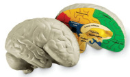 Learning Resources Anatomický model mozgu - cena, porovnanie