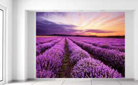 Gario Fototapeta Východ slnka nad levanduľovým poľom 200 x 150 cm