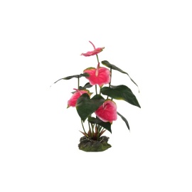 Lucky Reptile Anthurium růžové 50 cm