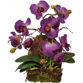 Lucky Reptile Závěsná orchidej levandulová