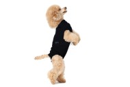 Suitical Dog Pooperačné oblečenie XS - cena, porovnanie