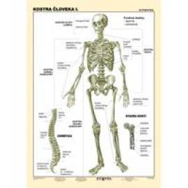 Kostra človeka I. (A4) - Tabuľka