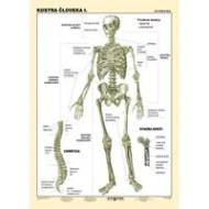 Kostra človeka I. (A4) - Tabuľka - cena, porovnanie