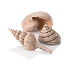 Biorb Sea shells