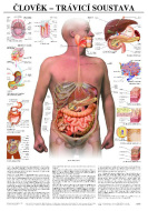 Člověk - trávicí soustava - cena, porovnanie
