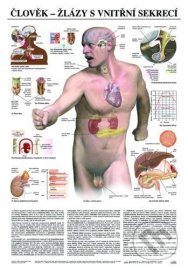 Člověk - žlázy s vnitřní sekrecí