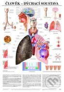 Člověk - dýchací soustava - cena, porovnanie