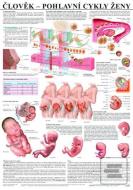 Člověk – pohlavní cykly ženy - cena, porovnanie