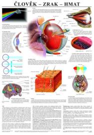 Člověk - zrak - hmat