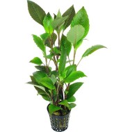 Hygrophila corymbosa - cena, porovnanie