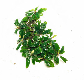 Bucephalandra Lamandau classic