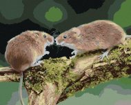 Zuty Dve myšky v lese, 80x100cm plátno napnuté na rám - cena, porovnanie