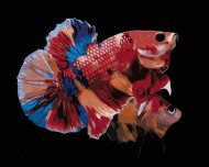 Zuty Dve sfarbené rybky, 80x100cm bez rámu a bez napnutia plátna - cena, porovnanie