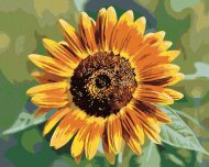 Zuty Kvet slnečnice, 80x100cm plátno napnuté na rám - cena, porovnanie