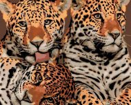 Zuty Matka jaguára a dve mláďatá, 80x100cm plátno napnuté na rám - cena, porovnanie