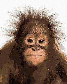Zuty Mladý orangutan, 80x100cm plátno napnuté na rám